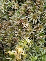 Sphagnum palustre
