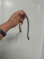 Masticophis flagellum flagellum
