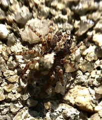 Pseudeuophrys lanigera