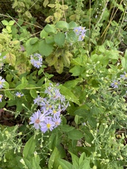 Symphyotrichum shortii
