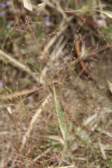Polygonum salsugineum