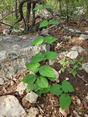 Matelea edwardsensis