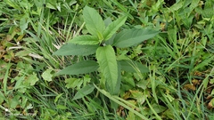 Helianthus tuberosus