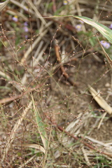 Polygonum salsugineum