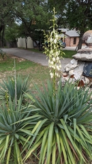 Yucca constricta