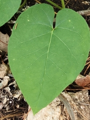 Matelea edwardsensis