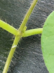 Matelea edwardsensis