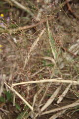 Polygonum salsugineum