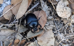 Sericotrupes niger
