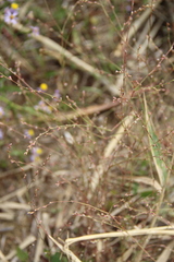 Polygonum salsugineum