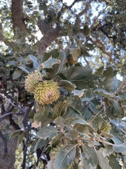 Quercus ithaburensis