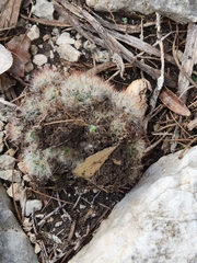 Mammillaria prolifera