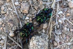 Sericotrupes niger