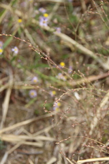 Polygonum salsugineum