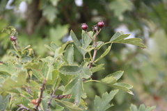 Crataegus pentagyna