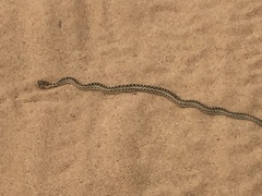 Pituophis catenifer catenifer