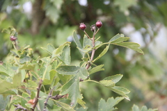 Crataegus pentagyna