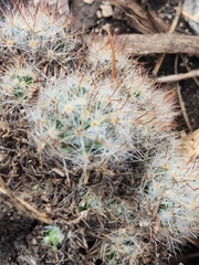 Mammillaria prolifera
