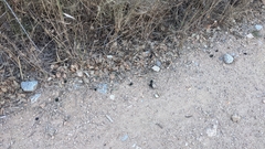 Sericotrupes niger
