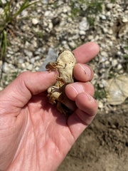 Anaxyrus fowleri