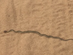 Pituophis catenifer catenifer