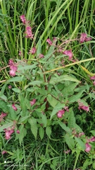 Impatiens glandulifera