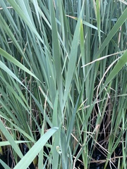 Typha
