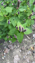 Agastache foeniculum