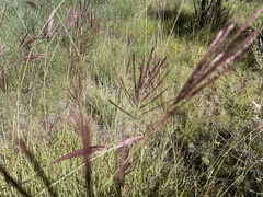 Bothriochloa ischaemum