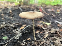 Pholiotina rugosa