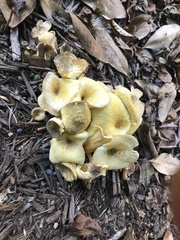 Gerronema strombodes