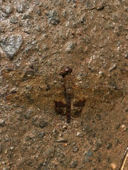 Hydrobasileus croceus