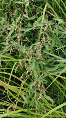 Persicaria hydropiper
