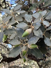 Quercus rotundifolia
