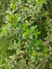 Baccharis conferta