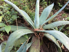 Agave hookeri