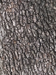 Quercus rotundifolia