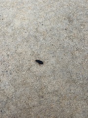 Harpalus pensylvanicus