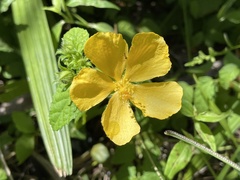 Pavonia sepium