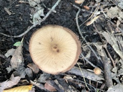 Pholiotina rugosa