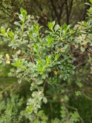 Baccharis conferta