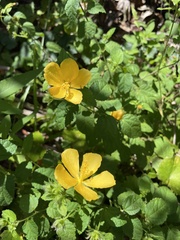 Pavonia sepium