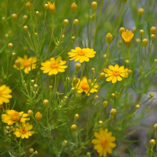 Bristleleaf Pricklyleaf (Thymophylla tenuifolia)
