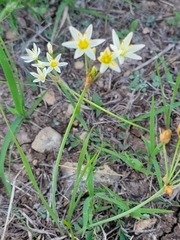 Nothoscordum bivalve