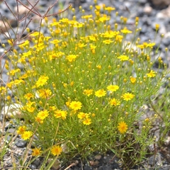Thymophylla pentachaeta
