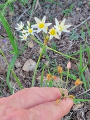 Nothoscordum bivalve