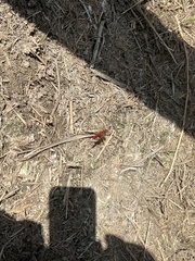 Crocothemis erythraea