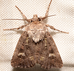 Lacinipolia renigera