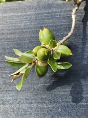 Quercus vaseyana
