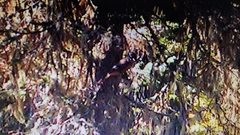 Perisoreus infaustus